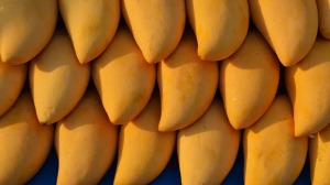 mango dryer